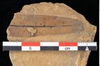 Foto (Detailansicht) von Xylomites daphnes Ettingshausen (NHMW-GEO-2024-0188-0062)